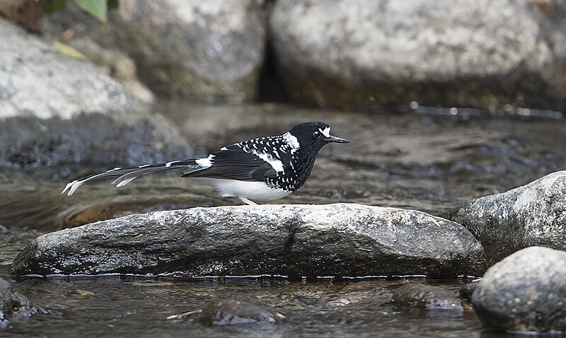 File:Spotted Forktail (42124027125).jpg