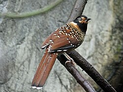 Spotted Laughingthrush, RWD7.jpg