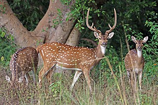 Spotted deer (Axis axis) male.jpg