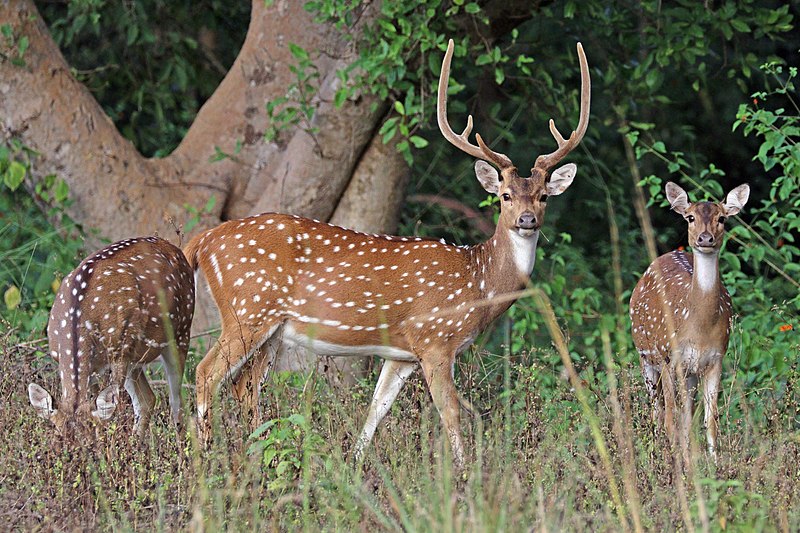 File:Spotted deer (Axis axis) male.jpg