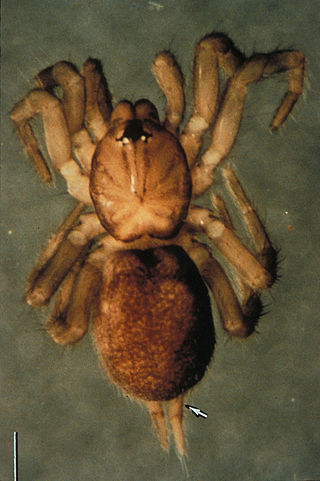 <i>Microhexura</i> Genus of spiders