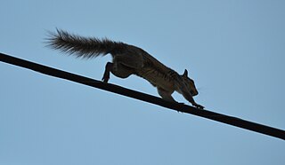 <span class="mw-page-title-main">Electrical disruptions caused by squirrels</span> Events and circumstances in which squirrels have caused major power outages