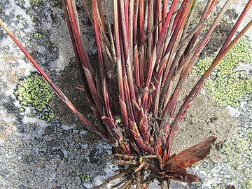 Base of flowering stems (culms)