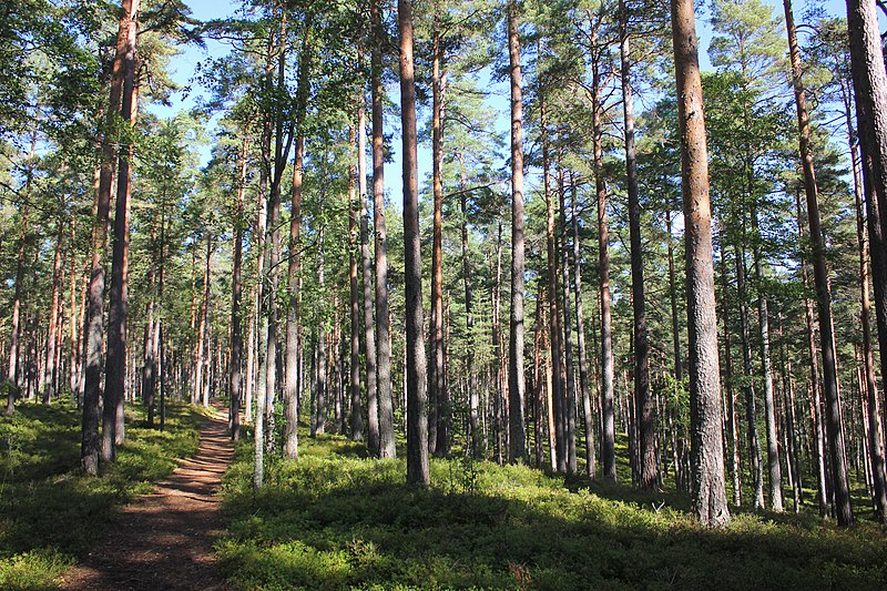 File:Stadsbergets naturreservat Hedemora.jpg