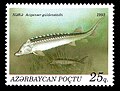 A. gueldenstaedtii op postzegel uit Azerbeidzjan