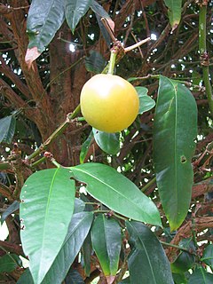 <i>Garcinia xanthochymus</i> Species of flowering plant