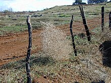 Kali tragus caught against a fence in Omaopio, on the Hawaiian Island of Maui (December 2000). Starr 001215-0066 Salsola tragus.jpg