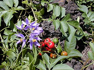 <i>Solanum seaforthianum</i> Species of flowering plant