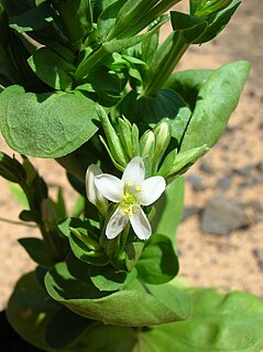 <i>Schenkia</i> Genus of plants