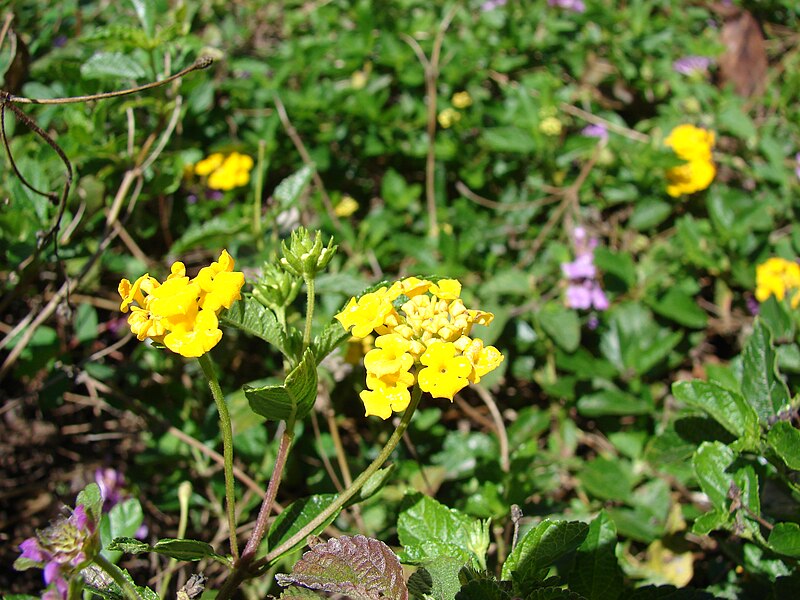 File:Starr 070207-4273 Lantana montevidensis.jpg