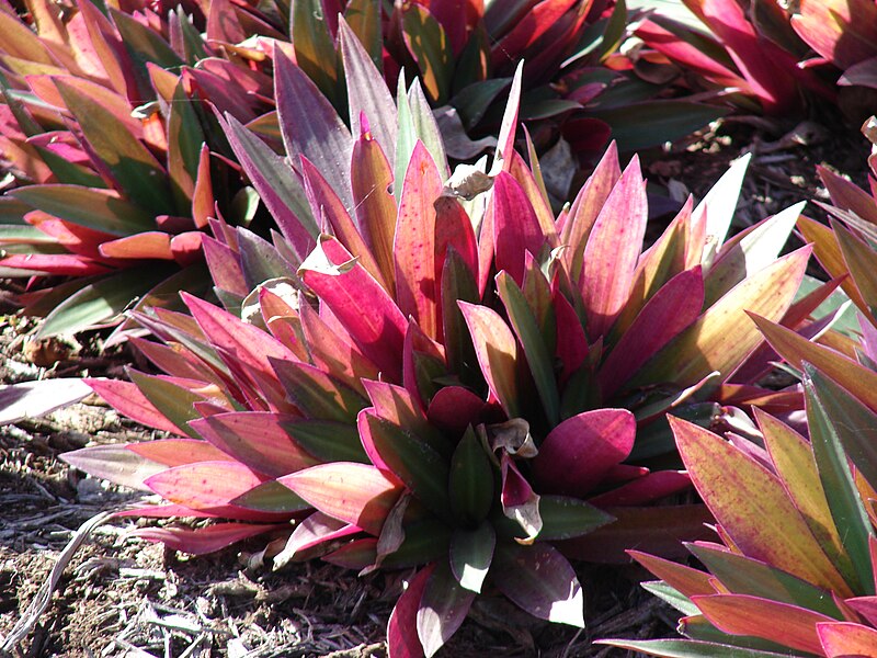 File:Starr 070215-4513 Tradescantia spathacea.jpg