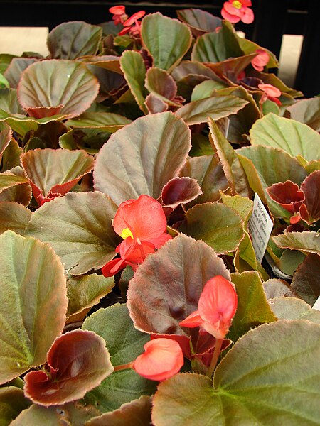 File:Starr 080117-1696 Begonia sp..jpg