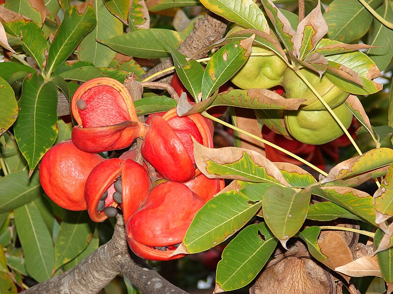 File:Starr 080305-3292 Sterculia foetida.jpg