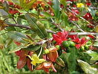 Ochna serrulata