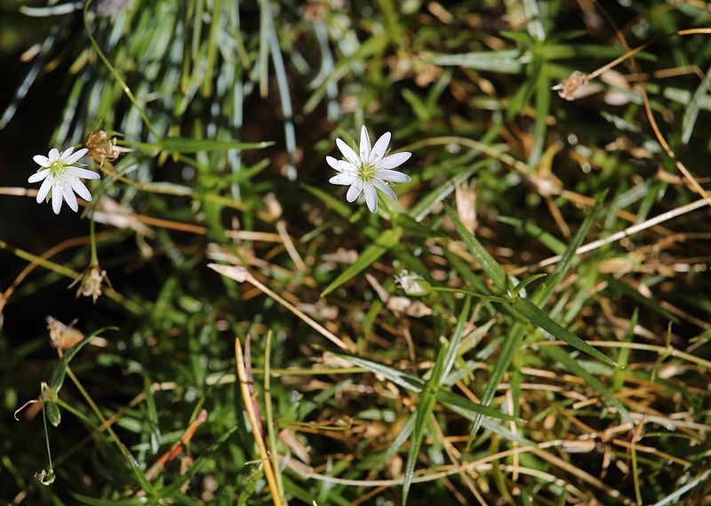 File:Stellaria nipponica (Mount Shiomi).jpg