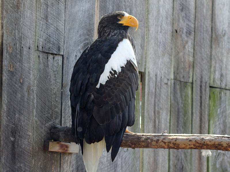 File:Steller's Sea Eagle.jpg