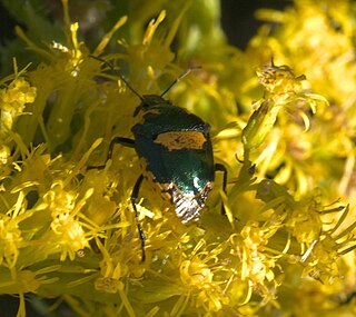 <i>Stiretrus</i> Genus of true bugs