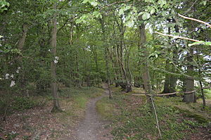 Stocking Springs Wood 7.JPG