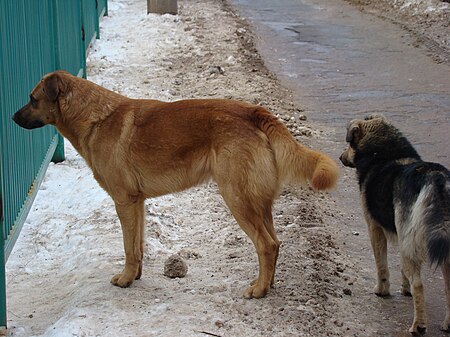 Chó hoang ở Moskva