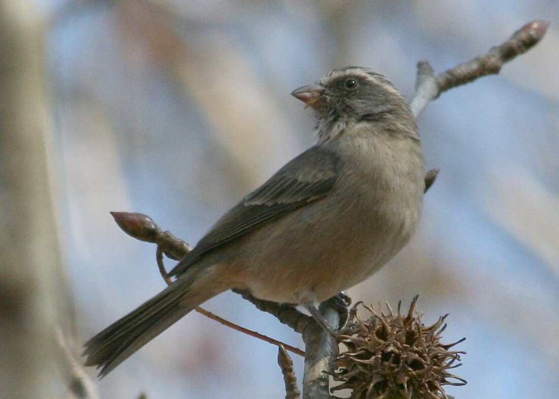 Serin gris