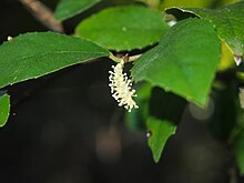 Paratrophis pendulina flowers Streblus brunonianus flower spike.jpg