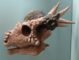 A Stygimoloch koponyája oldalnézetből