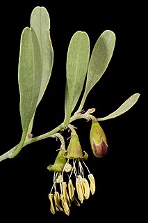 <i>Stylobasium spathulatum</i> Species of shrub