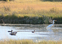 Egret and ducks at Summer Lake Wildlife Area