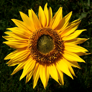 Sunflower with darkened background.