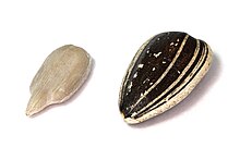 Left: dehulled kernel. Right: whole seed with hull. Sunflower Seeds Kaldari.jpg