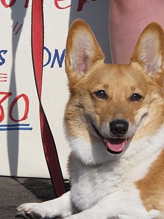 <span class="mw-page-title-main">Sutter Brown</span> Former First Dog of California