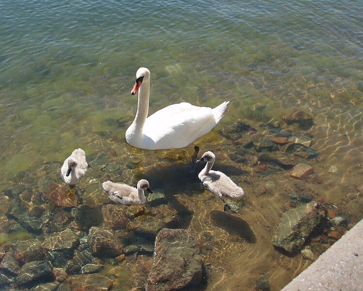 File:Swan Ljusterö 2008.jpg