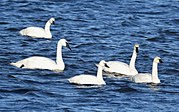 Tundra and trumpeter swans