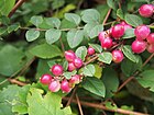 Symphoricarpos × chenaultii