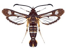 Synansphecia doryliformis ( ento-csiro-au).jpg 