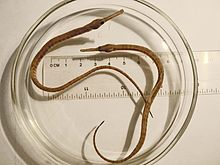 Syngnathus tenuirostris 01.jpg