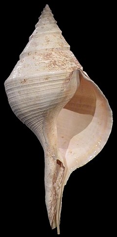 Syrinx aruanus shell 2.jpg