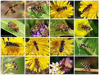 Hoverfly poster
