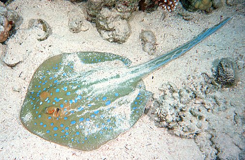 Bluespotted ribbontail rays migrate in schools onto shallow sands to feed on mollusks, shrimps, crabs and worms.[5]