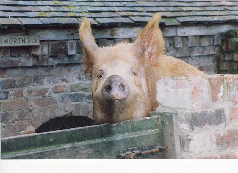 File:Tamworth Pig at Acton Scott - geograph.org.uk - 2720448.jpg