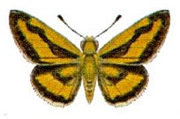 Taractrocera anisomorpha (ento-csiro-au) .jpg