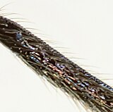 Tatianaerhynchites aequatus tibia detail.jpg