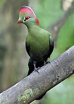 Thumbnail for Fischer's turaco