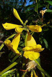 Tecoma stans Flowers