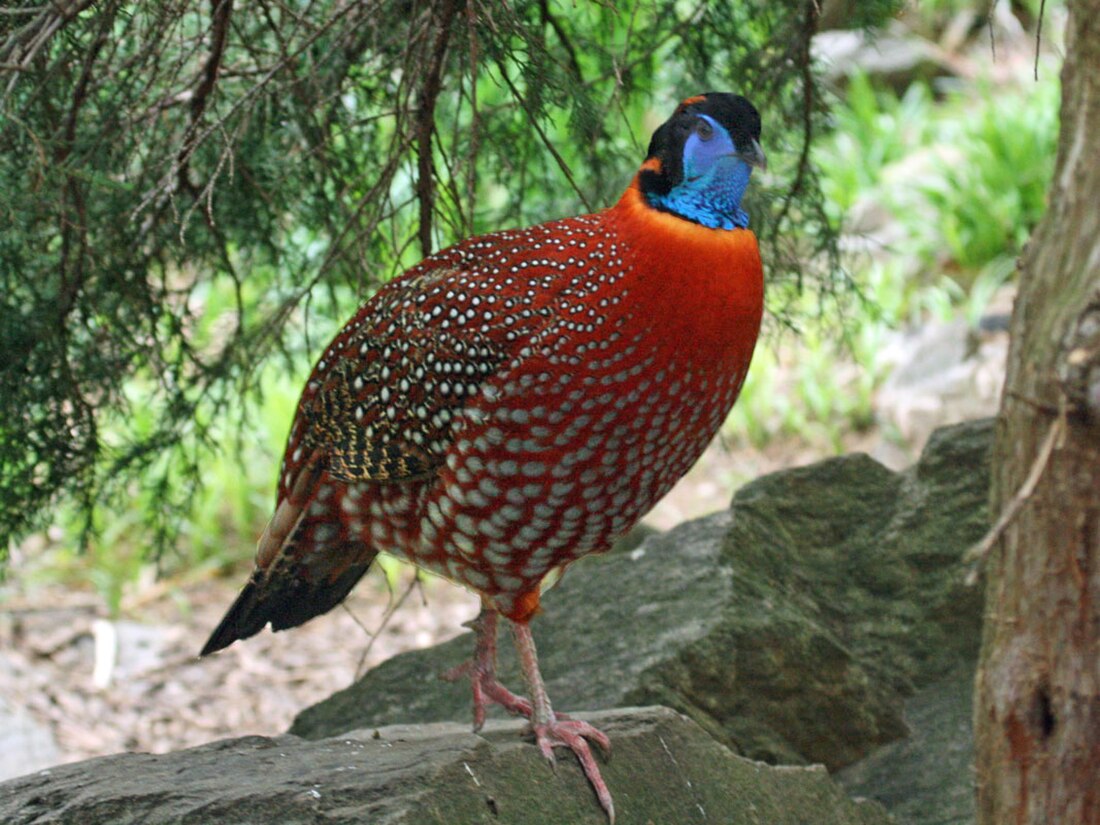 Tragopan