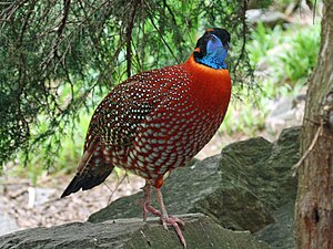 Temminick's Tragopan RWD.jpg