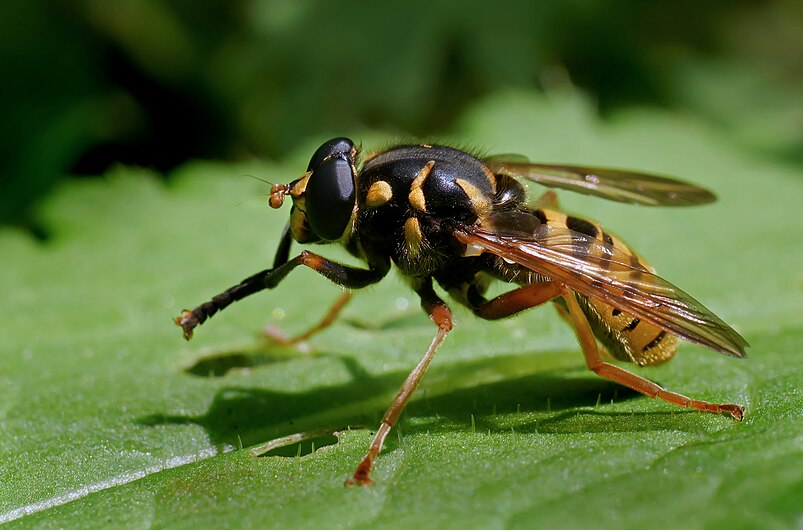 Temnostoma vespiforme, Forêt de Soignes, Brussels (35573477115).jpg