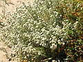 Teucrium polium subsp. capitatum (Espagne)
