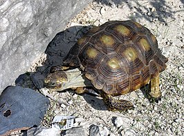 Texasschildpad