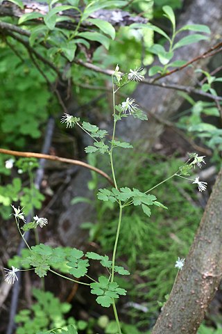 <i>Thalictrum sparsiflorum</i> Species of flowering plant